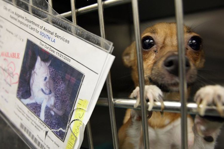 En California sólo podrán vender animales de refugios en tiendas de mascotas