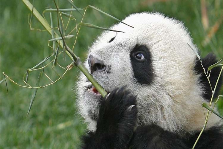 Los antiguos pandas gigantes no se alimentaban solo de bambú, según estudio