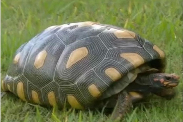 Tortuga recibió nueva oportunidad de vida gracias a un caparazón impreso en 3D