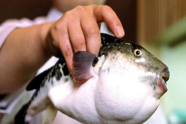 Consumo de pez globo no presenta riesgo letal para la salud, según especialista