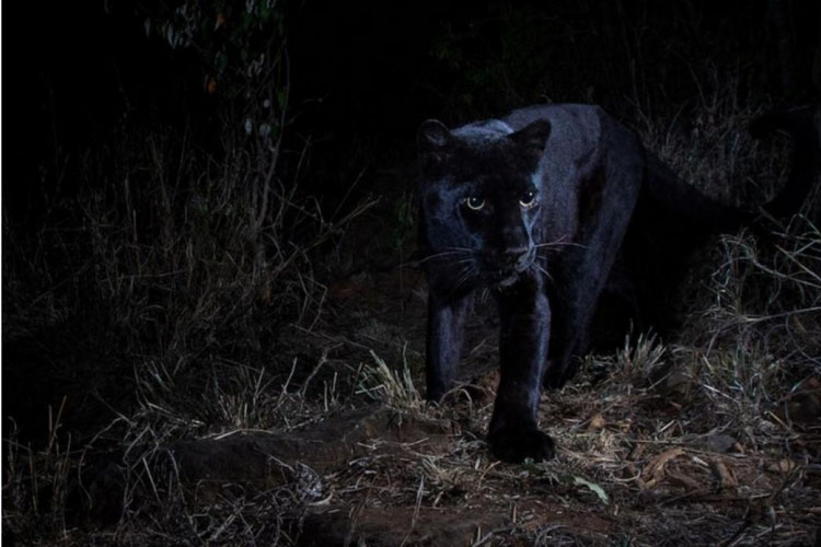 Logran fotografiar un leopardo negro por primera vez en 100 años