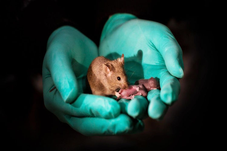 Científicos chinos logran alterar el tamaño de ratones con edición genética