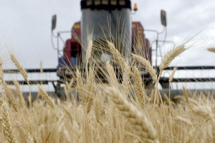 Ucrania retomará exportaciones de cereales por mar esta semana, anunció Kiev