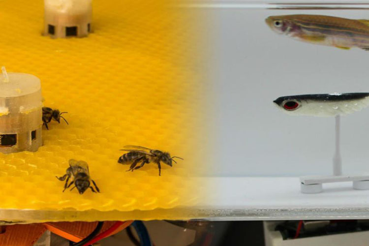 Un experimento logró comunicar a abejas y peces mediante el uso de robots