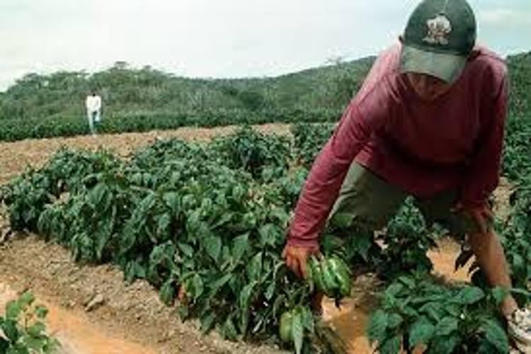 Fedeagro advierte que apagones podrían encarecer hortalizas