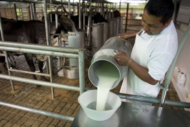 100.000 litros de leche se perdieron en Táchira por apagón nacional