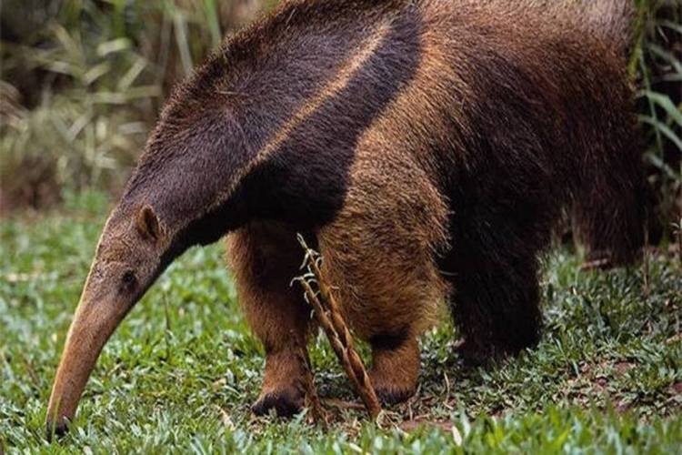 Hombre pescaba y muere tras ser atacado por un oso palmero en Barinas