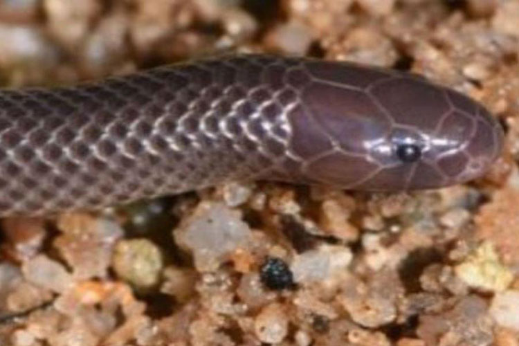 Nueva serpiente podría envenenarte sin siquiera abrir la boca