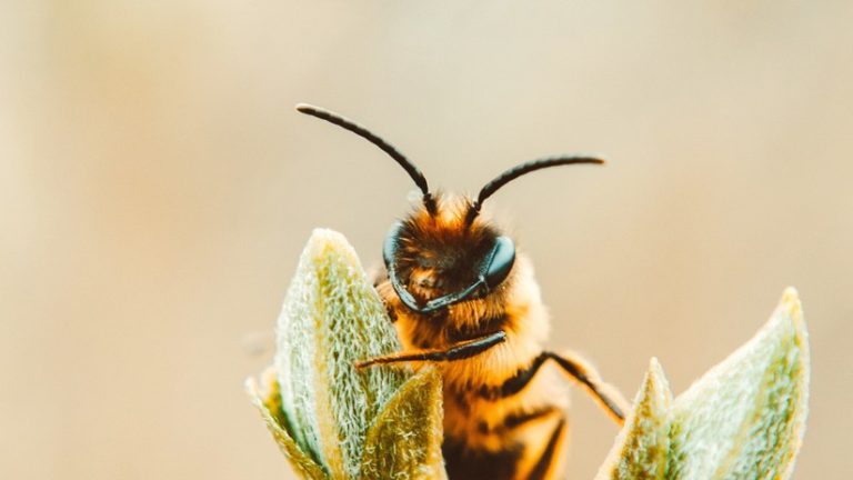 Extraen dos abejas del ojo de una mujer en China