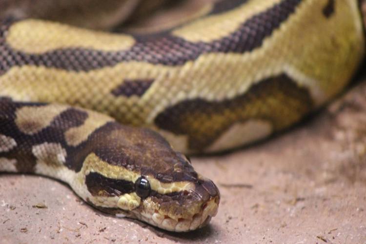 Video: La niña que le limpia las encías a una serpiente de 3 metros