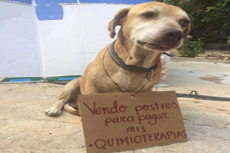 Conozca a «Deko», el perrito que recauda dinero para su quimioterapia
