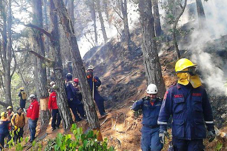 Protección Civil y cuerpos de bomberos han combatido 490 incendios forestales