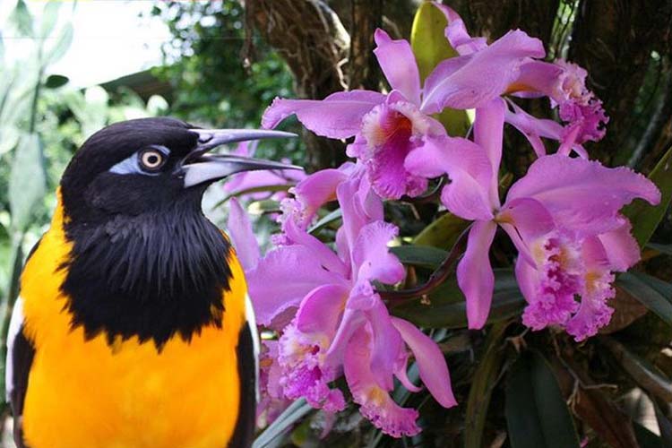 Venezuela celebra Día de la Flor y el Ave Nacional