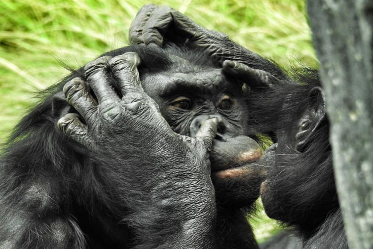 Madres bonobo chimpancé ayudan a sus hijos a tener sexo