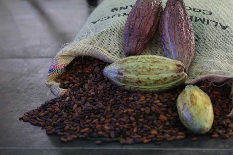 Venezuela exportará 50 toneladas métricas de cacao