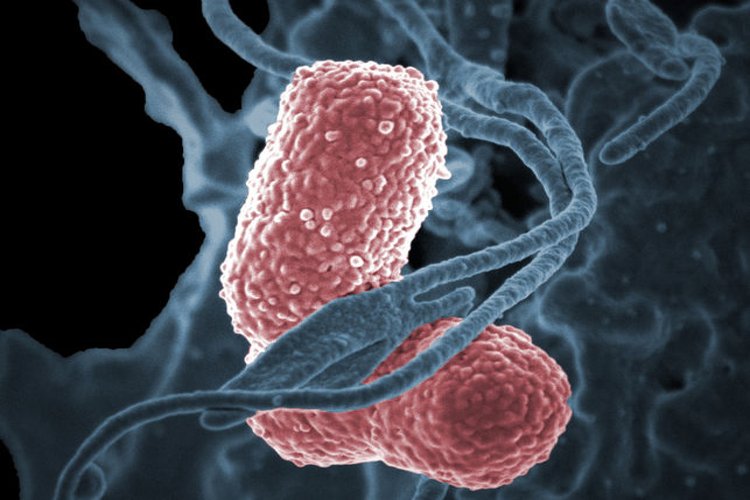 Descubren gen «súper potente» que supera a los antibióticos existentes