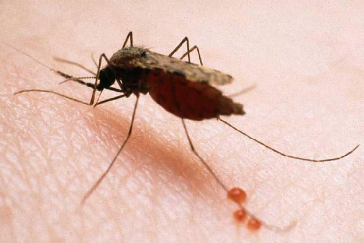 OMS alertó que los casos de malaria en Venezuela van en aumento
