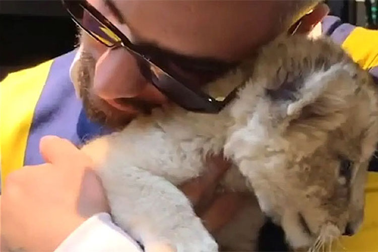 Maluma cierra cuenta de Instagram tras críticas por video con un cachorro de león