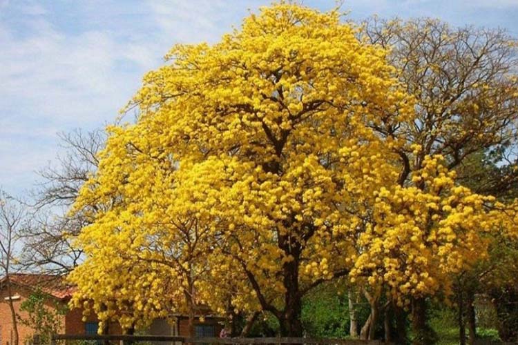 El Araguaney cumple 71 años como árbol nacional