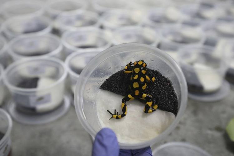 Conoce la historia del colombiano que cría ranas exóticas para frenar su venta ilegal