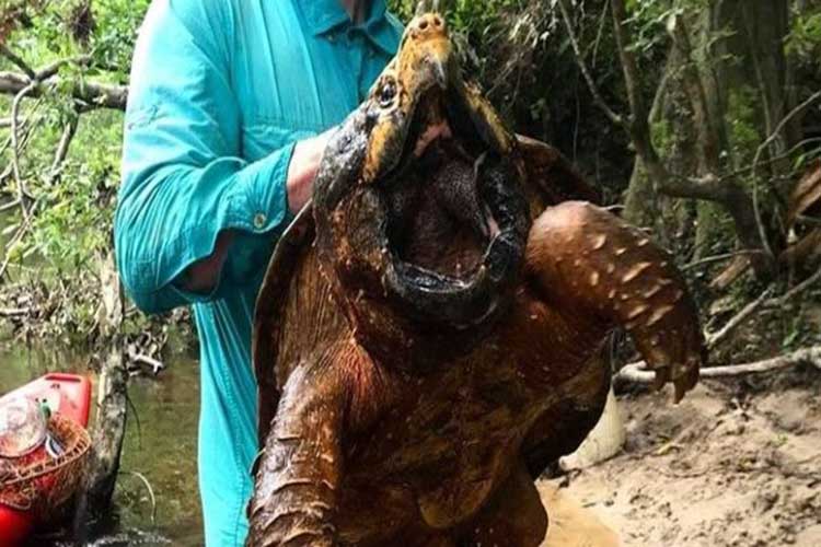 Hallan una tortuga caimán de casi 30 kilos en EE.UU.