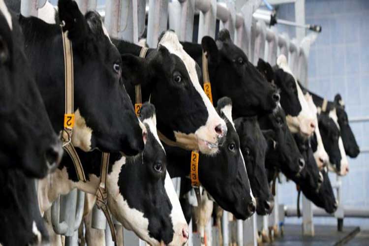 Brasil confirma un caso atípico de vacas locas
