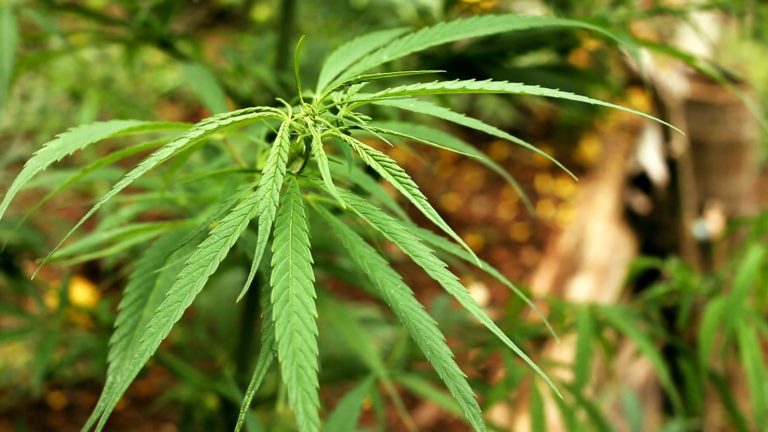 Paraguay prevé otorgar cinco licencias para producir cannabis medicinal
