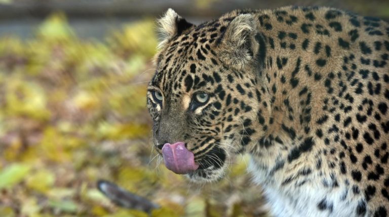 Un leopardo mató a un niño de dos años en Sudáfrica