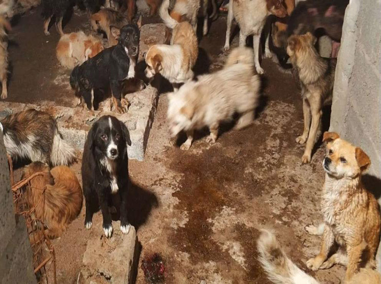 China: En festival de consumo de carne canina rescatan a 62 perros