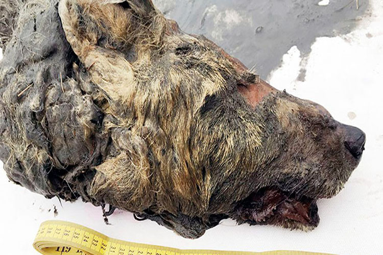 Encuentran la cabeza con el cerebro casi intacto de un lobo gigante que vivió hace 40 mil años