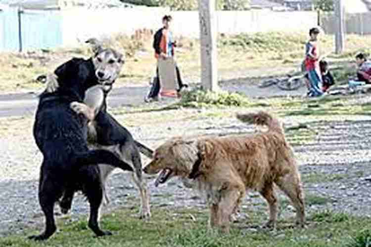 Perros callejeros rescatan a una bebé abandonada en un drenaje (+video)