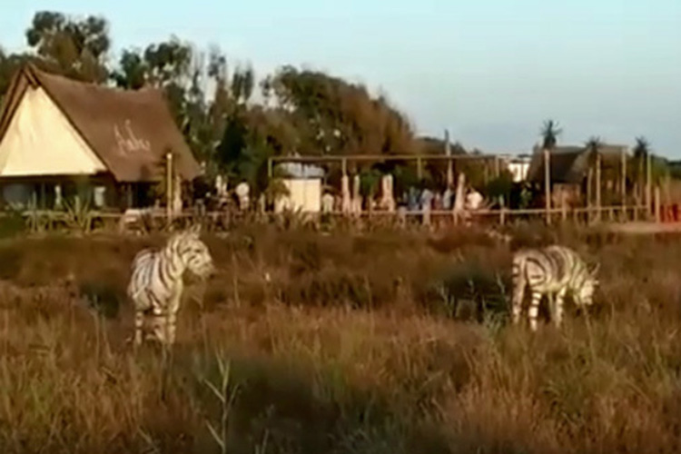 ¡La gran burrada! Pintaron a dos burros como cebras para un matrimonio (+video)