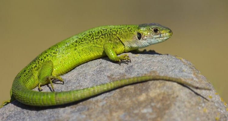 Australia: Hombre se tragó un lagarto y murió a los diez días