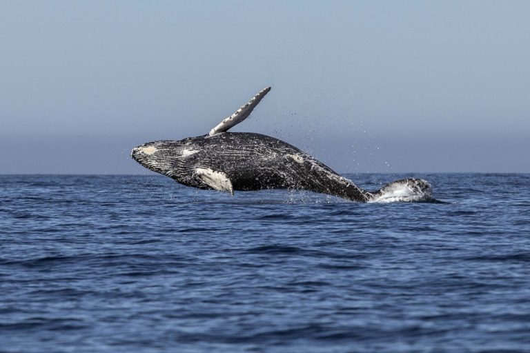 Japón reanuda su controvertida caza comercial de ballenas