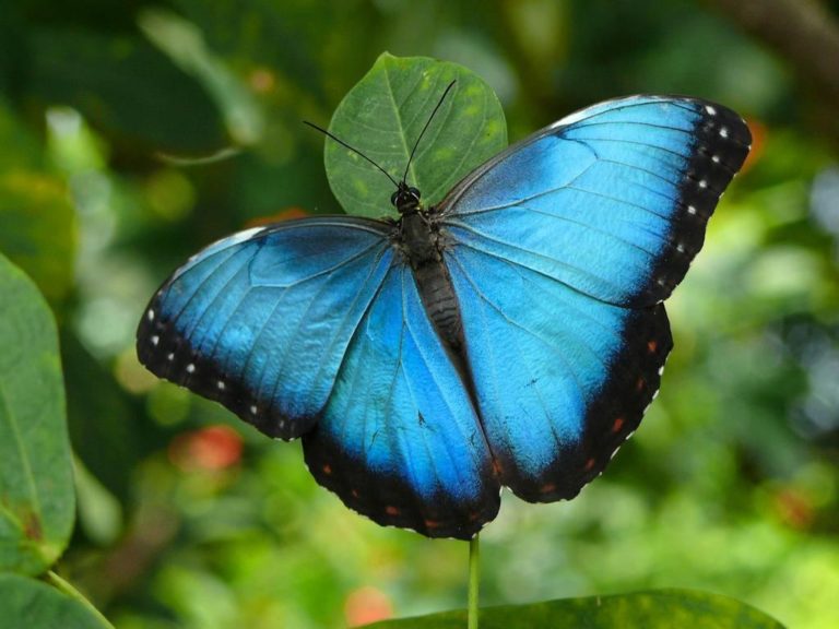 Eligen a la mariposa azul como icono nacional