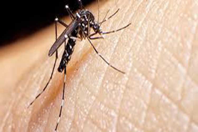 Aumentan a cinco los casos de dengue de transmisión local en Miami-Dade