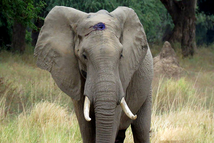 Elefante recibió un tiro en la cabeza y caminó varios días hasta que pudo ser salvado