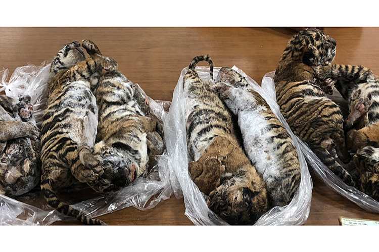 Vietnam: Detenido por transportar siete tigres congelados en el maletero del auto