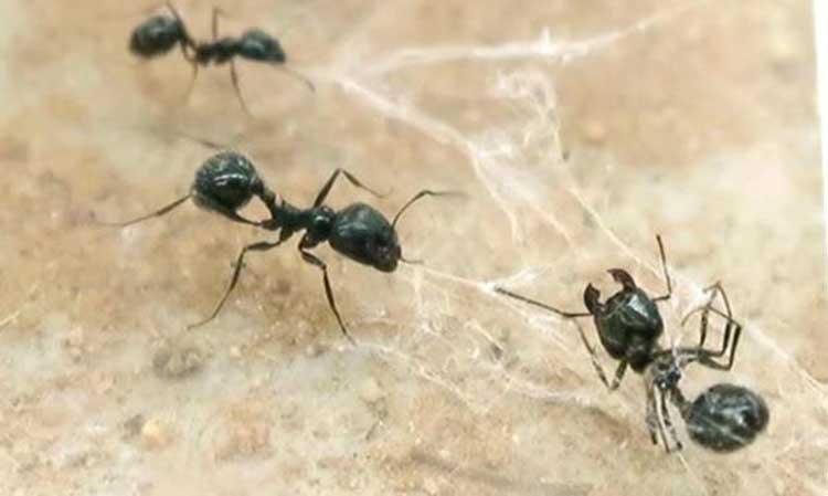 Mira cómo una hormiga rompe una telaraña para rescatar a una compañera (+video)