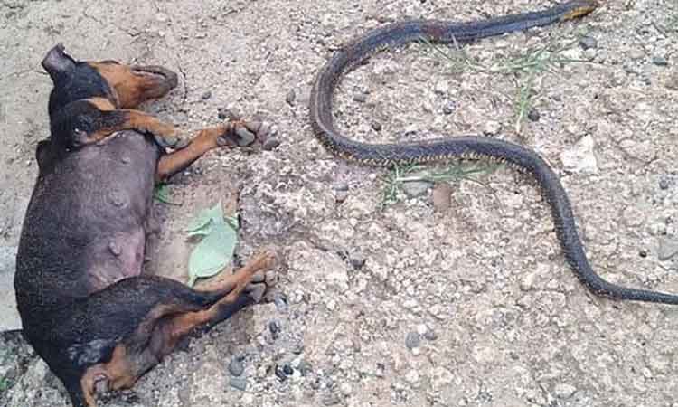 Dos perritas se enfrentaron a una cobra y salvaron la vida de una bebé (+video)