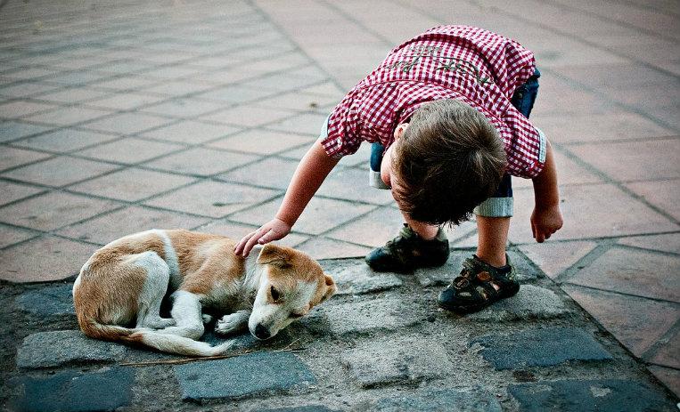 Hoy es Día internacional del perro callejero