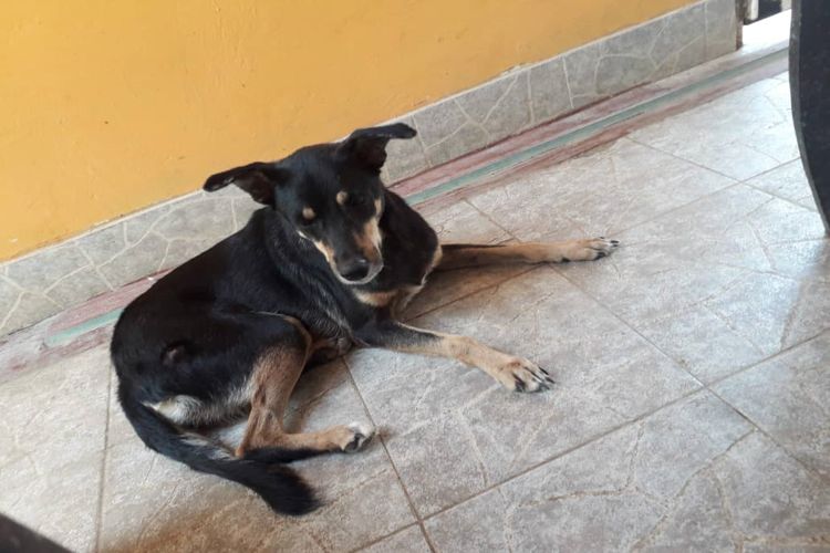 Fundación Huellas de Ángeles busca hogar para 12 mascotas en Punto Fijo (+Fotos)