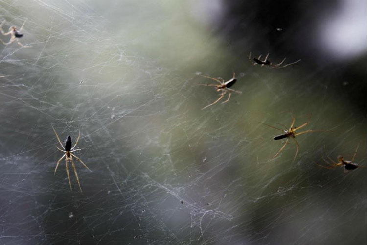 El cambio climático provocaría una mayor agresividad en las arañas