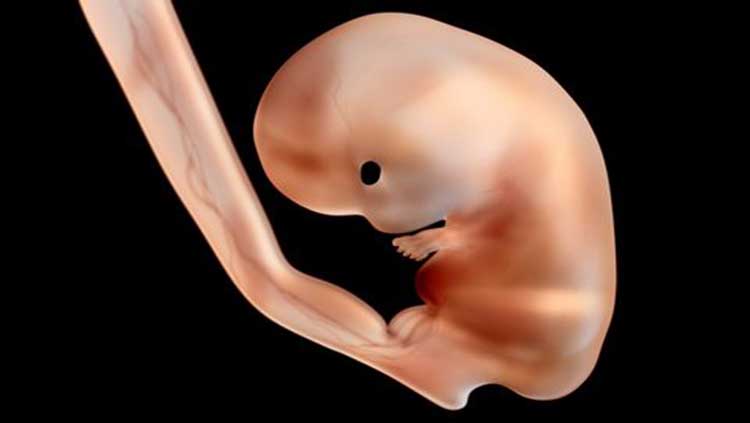 Japón permite crear embriones híbridos de humanos y animales 