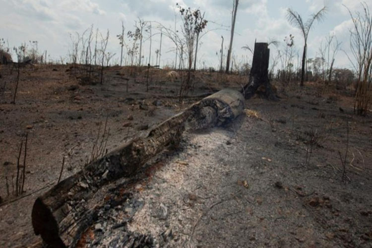Brasil confirma la extinción del fuego en un parque nacional en la Amazonía