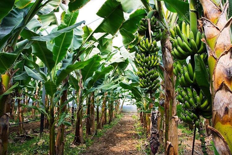 Alianza privada en Falcón sembrará plátano y cacao