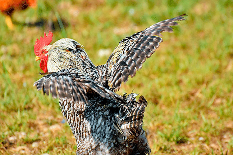 Gallo mató a picotazos a una anciana