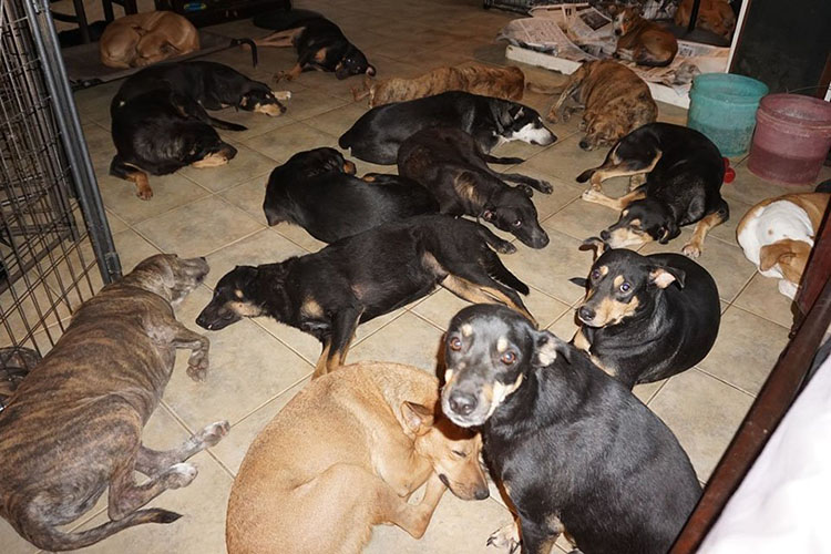 Una mujer rescató a 97 perros y los alojó en su casa durante el paso del huracán Dorian