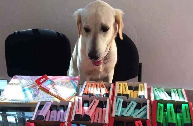 Venden crayones de colores  por Facebook para costear medicinas y operaciones de un perro