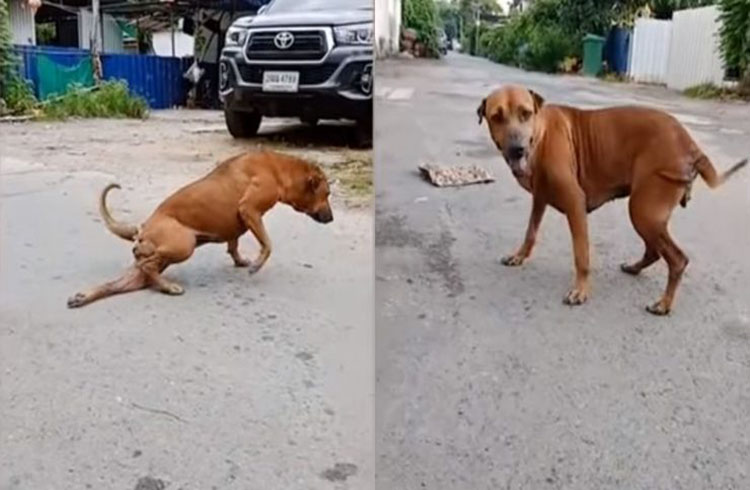 Perro astuto: Finge tener problemas en una pierna para recibir cariño y alimento (+Video)